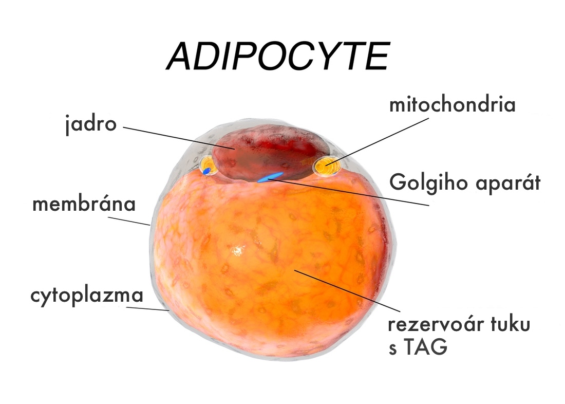 Tukové bunky sa na svalové nemenia!
