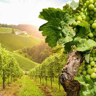 Nutričná špecialistka: Uvádzanie výživových hodnôt na víne nemá význam
