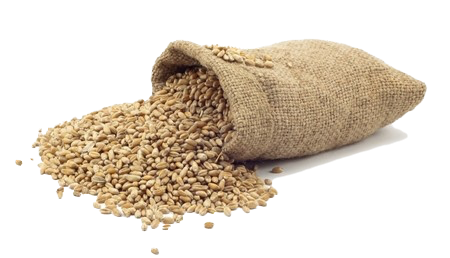 Pšenica - obilniny