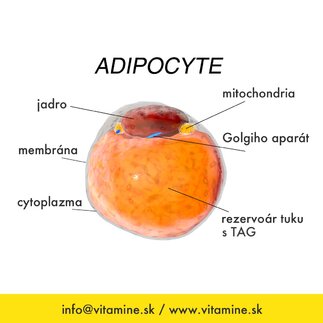 Tukové bunky sa na svalové nemenia!